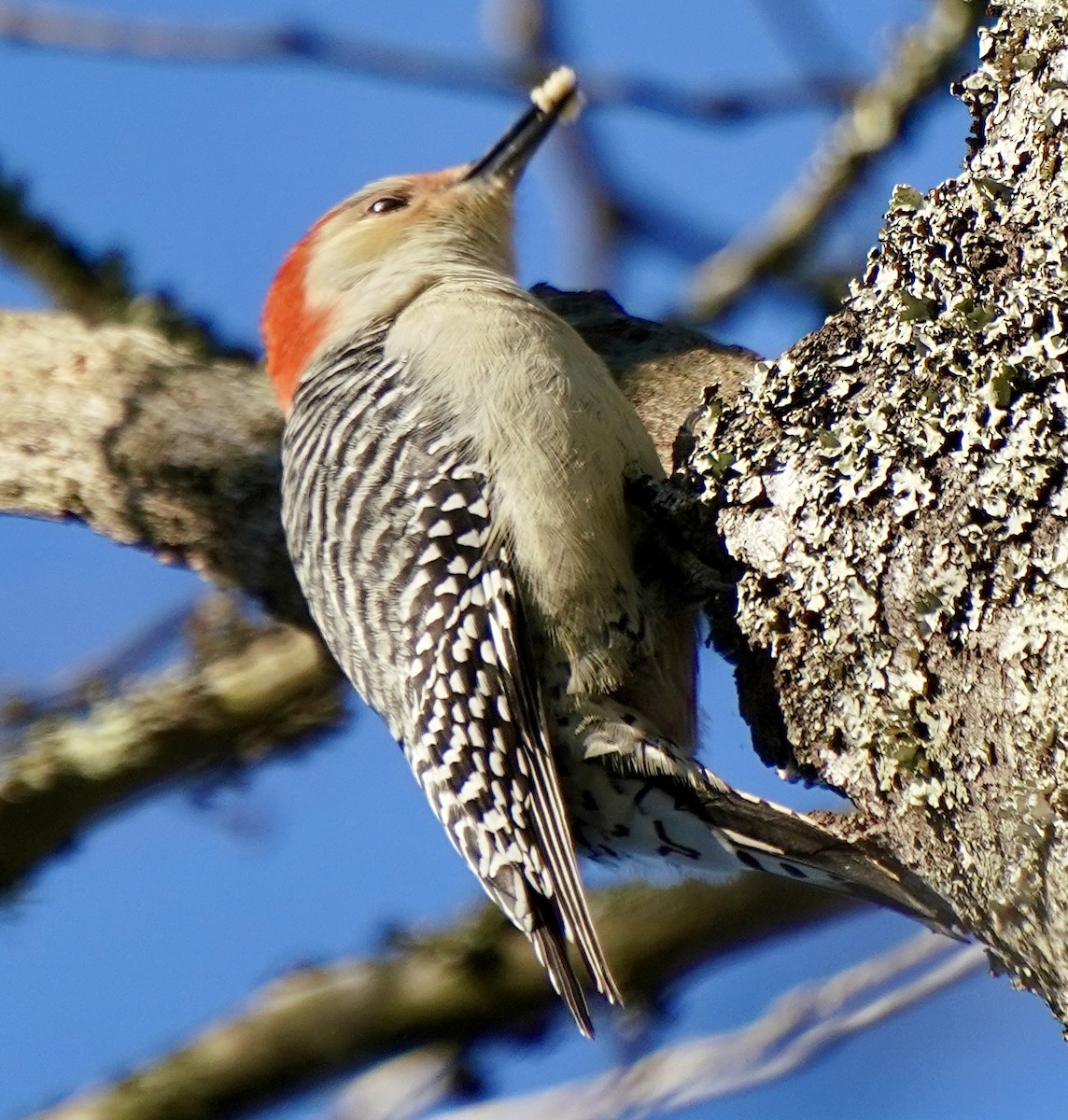 Red-bellied Woodpecker - ML646401953