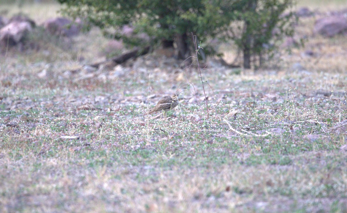 Indian Thick-knee - ML646401956