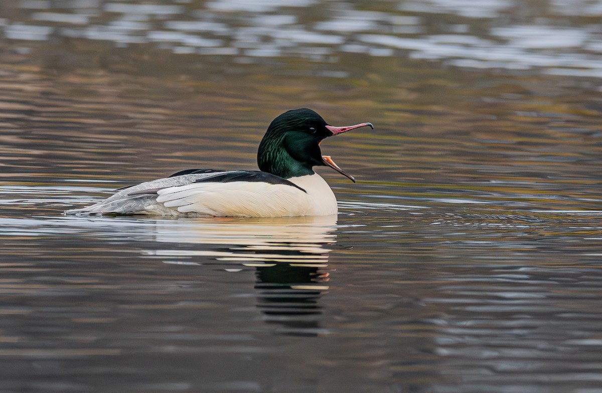 Common Merganser - ML646401958