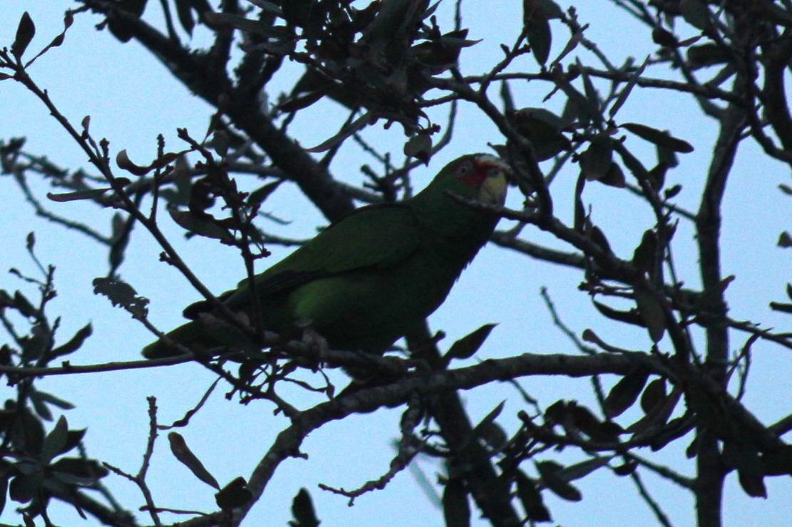 White-fronted Amazon - ML646401960