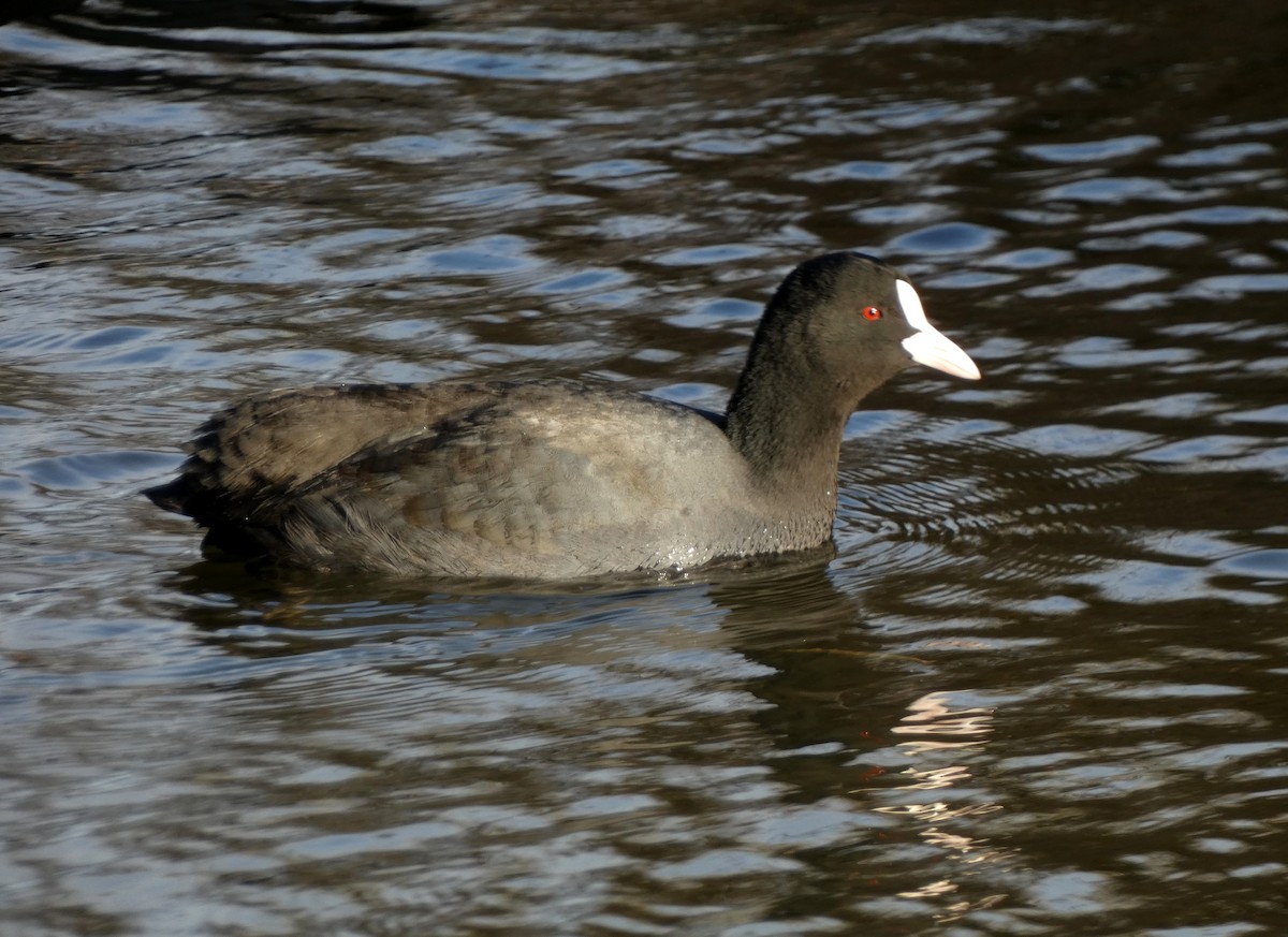 lyska černá - ML646401961