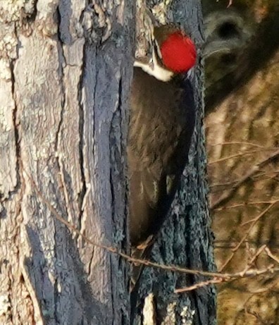 Pileated Woodpecker - ML646401963