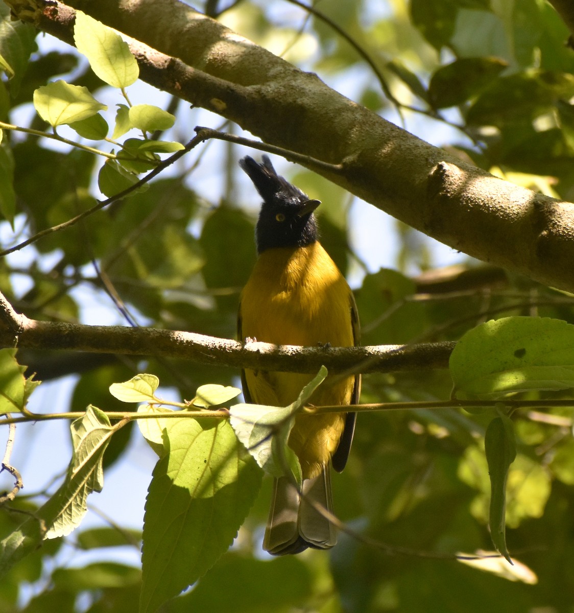 Black-crested Bulbul - ML646401967