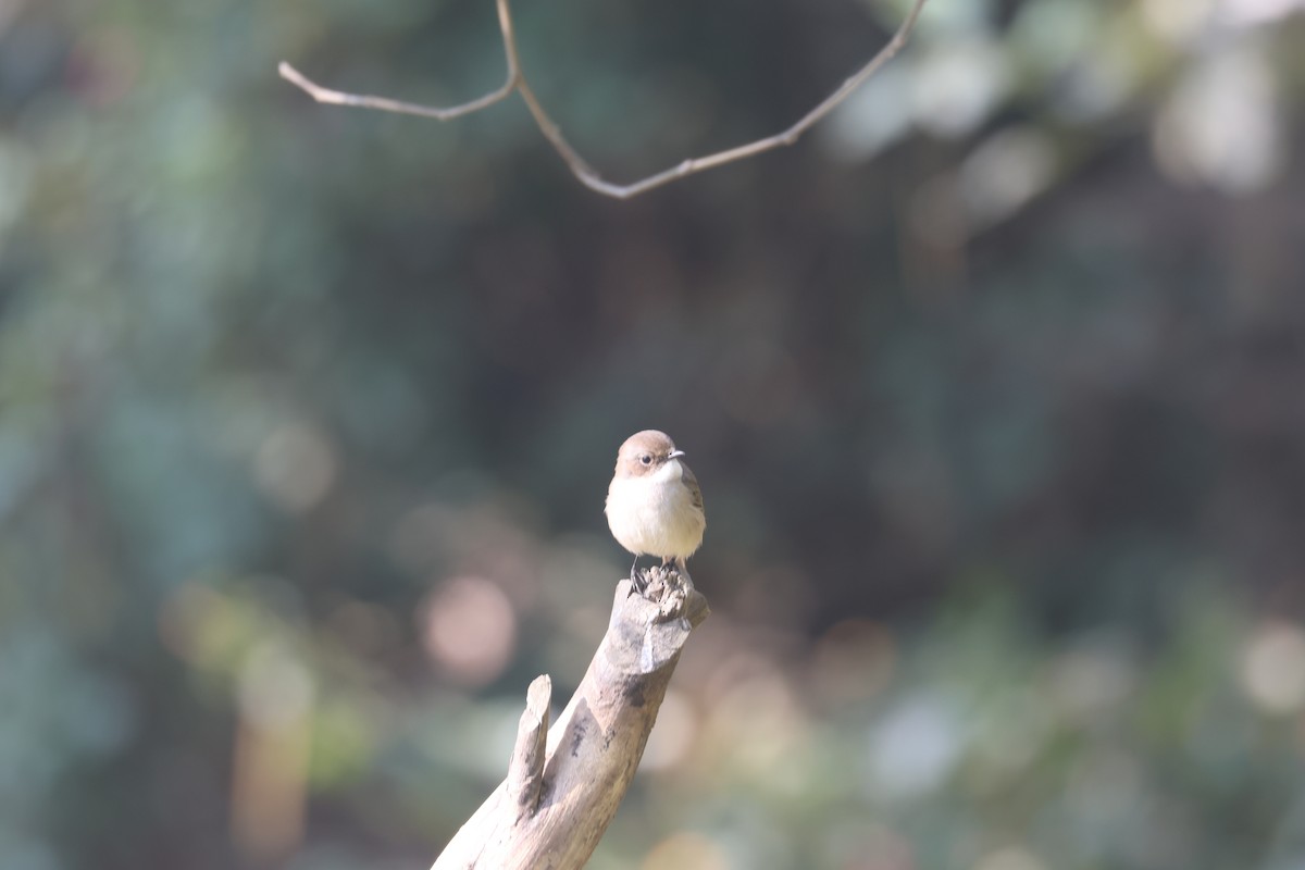 灰叢鴝 - ML646401968