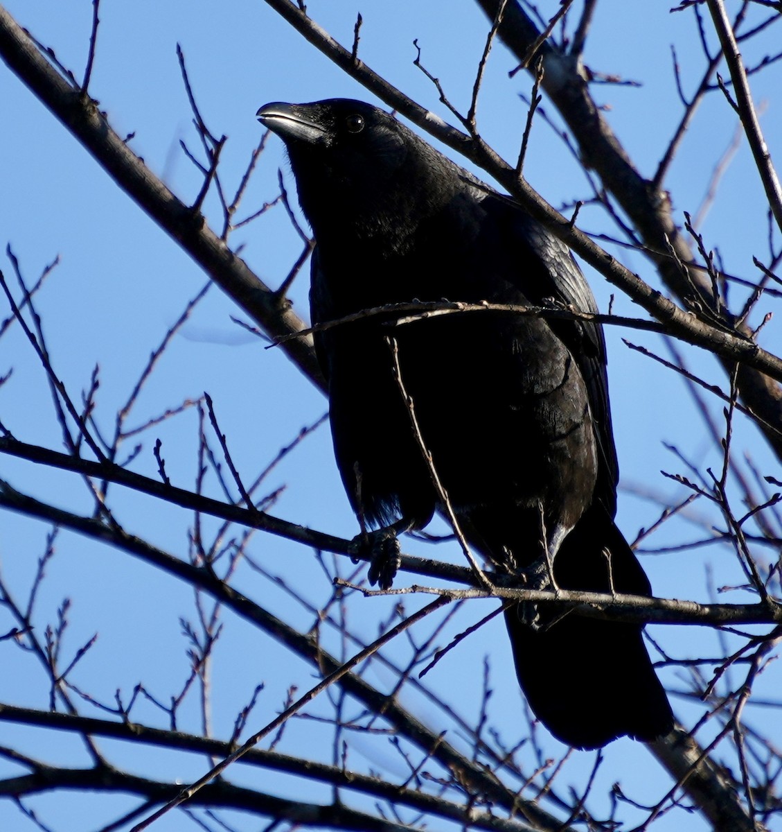 American Crow - ML646401972