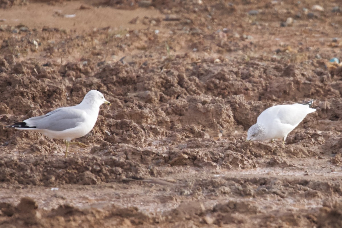 Ring-billed Gull - ML646401975