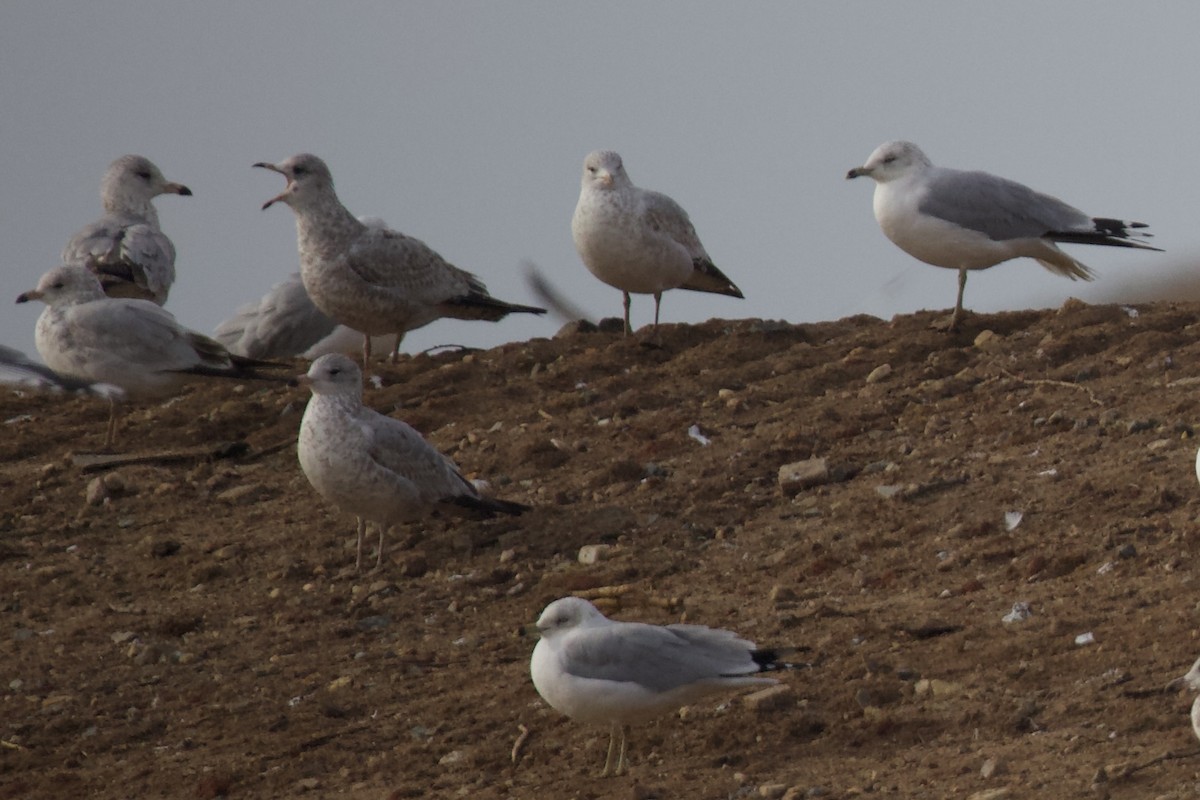 Ring-billed Gull - ML646401976