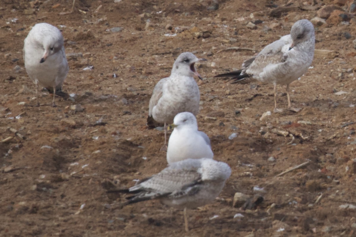 Ring-billed Gull - ML646401977