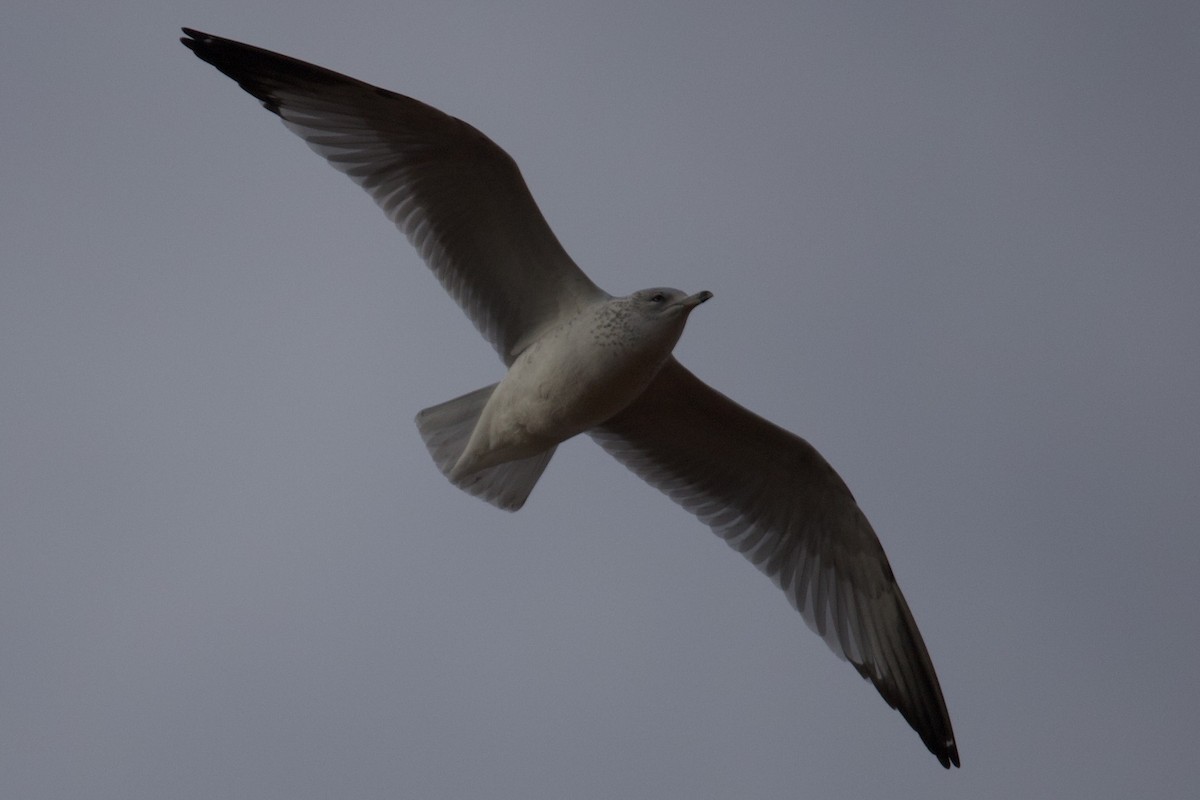 Ring-billed Gull - ML646401978