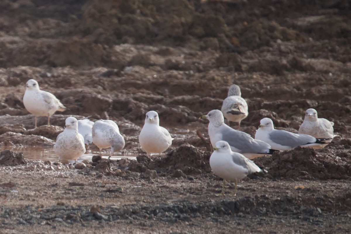 Ring-billed Gull - ML646401979