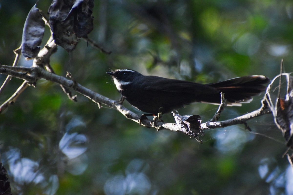 White-throated Fantail - ML646401980