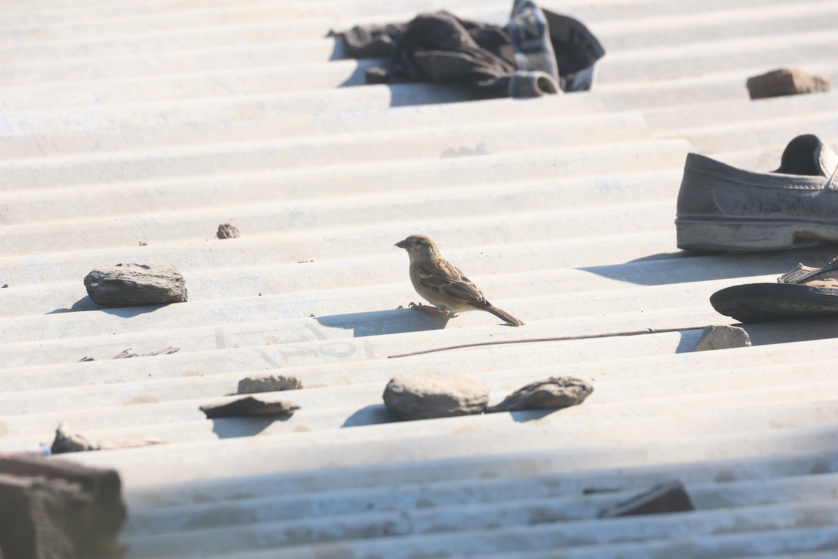 House Sparrow - ML646401981