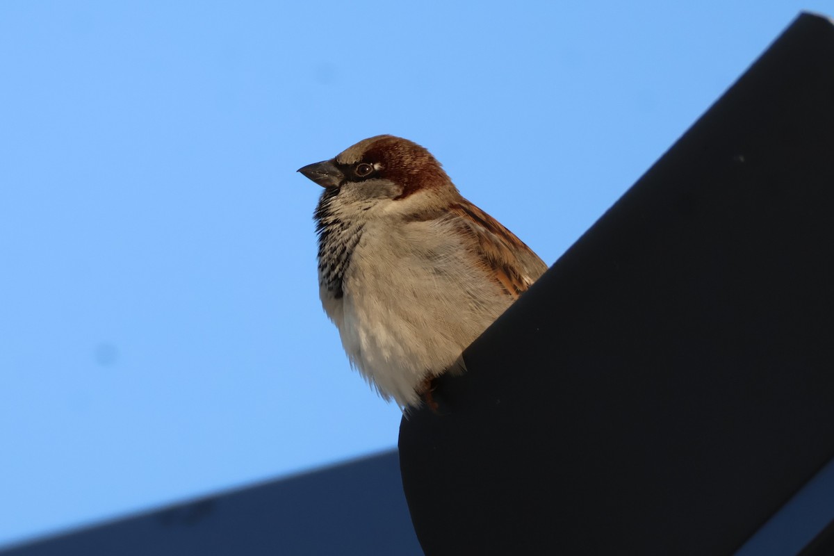 House Sparrow - ML646401982