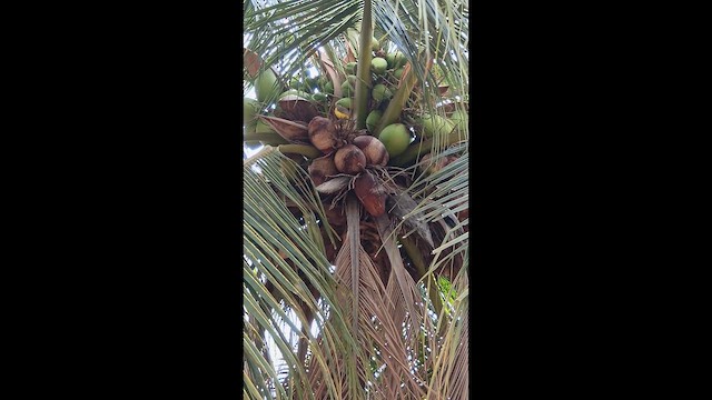 Cattle Tyrant - ML646401985