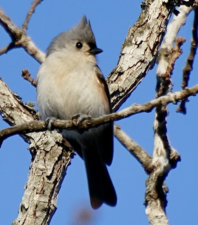 Tufted Titmouse - ML646401986