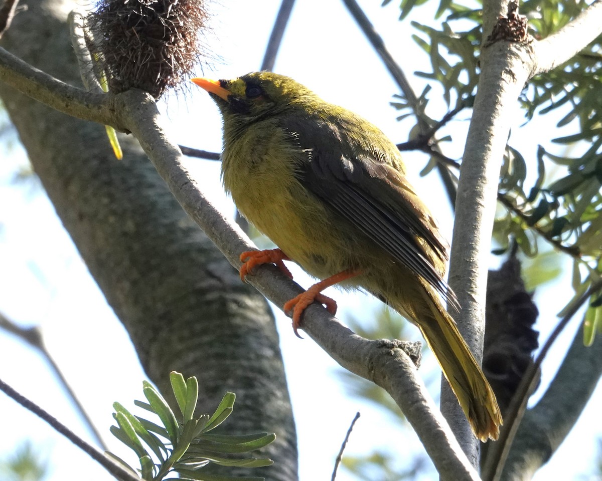 Манорина зелена - ML646401987