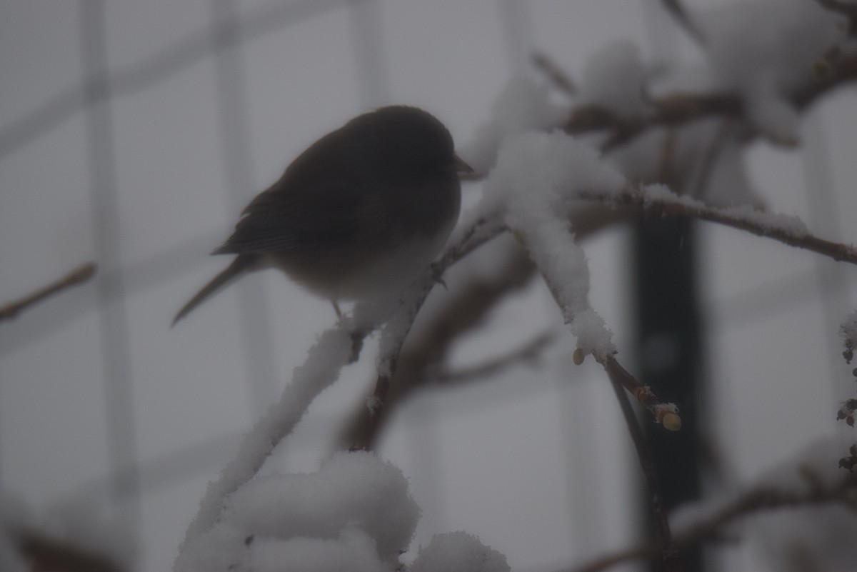 Dark-eyed Junco - ML646401988