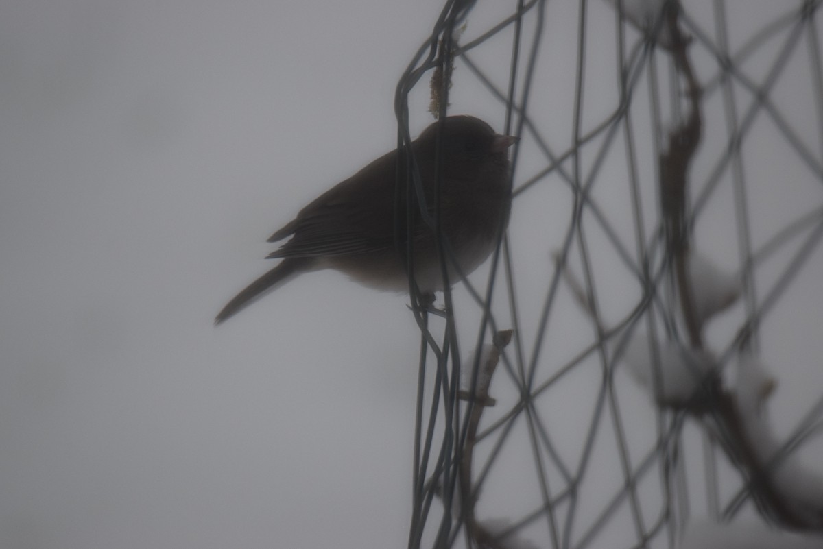 Dark-eyed Junco - ML646401991