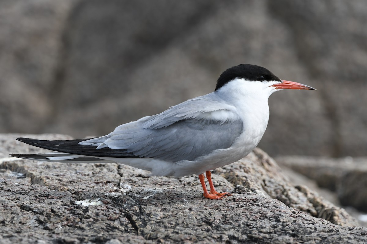 Common Tern - ML646401997