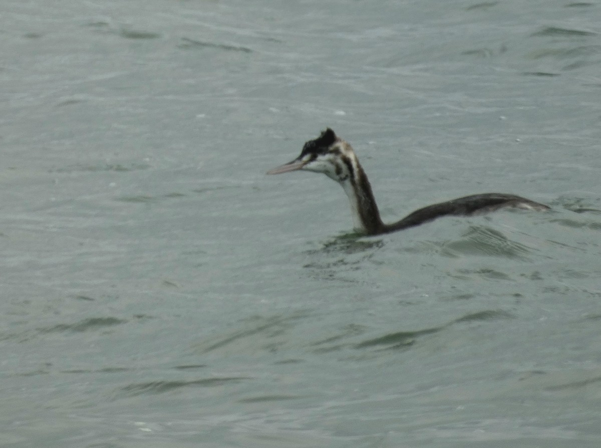 potápka roháč - ML646401998