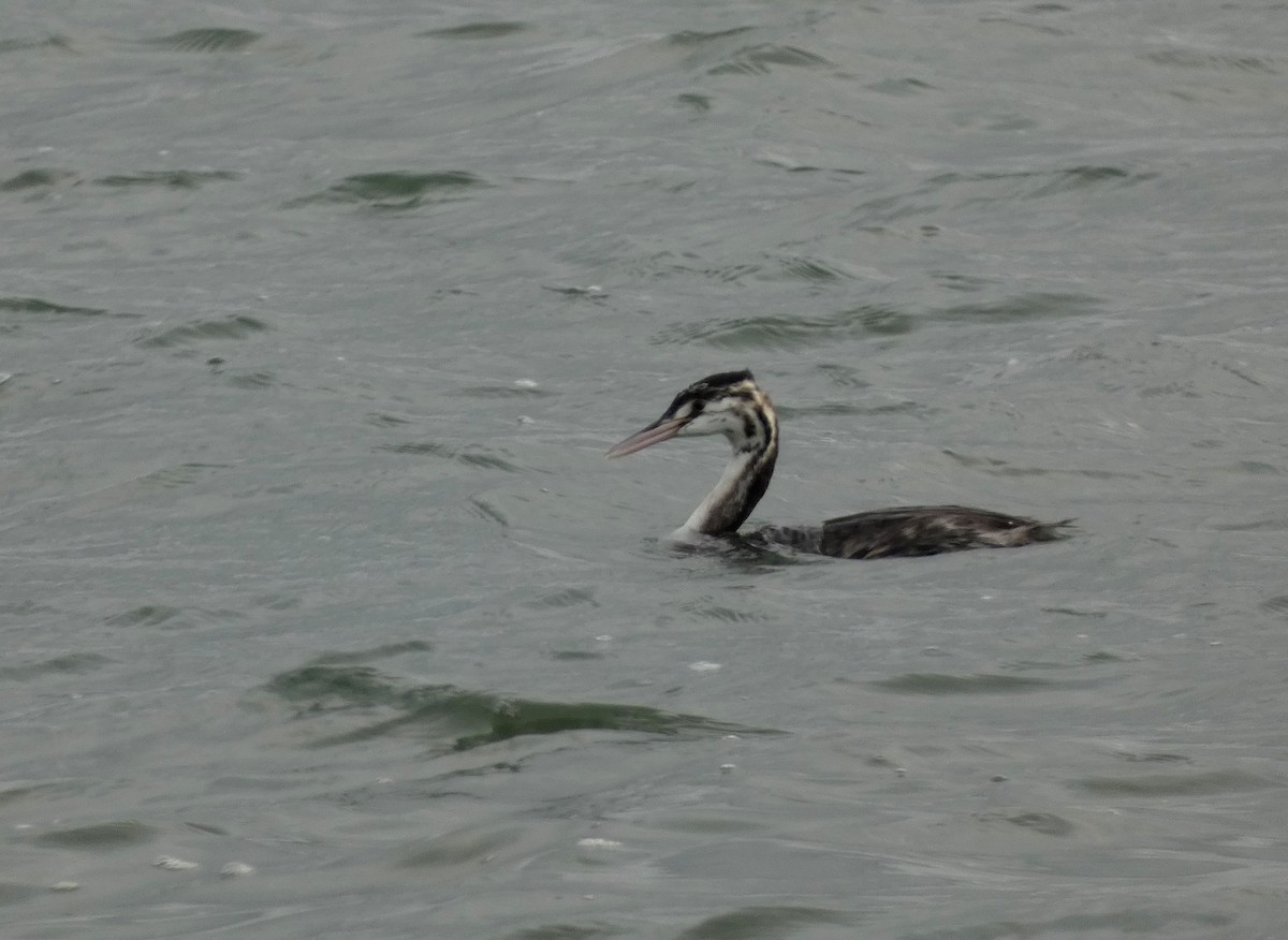 potápka roháč - ML646401999