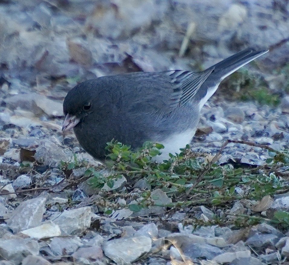 Dark-eyed Junco - ML646402004