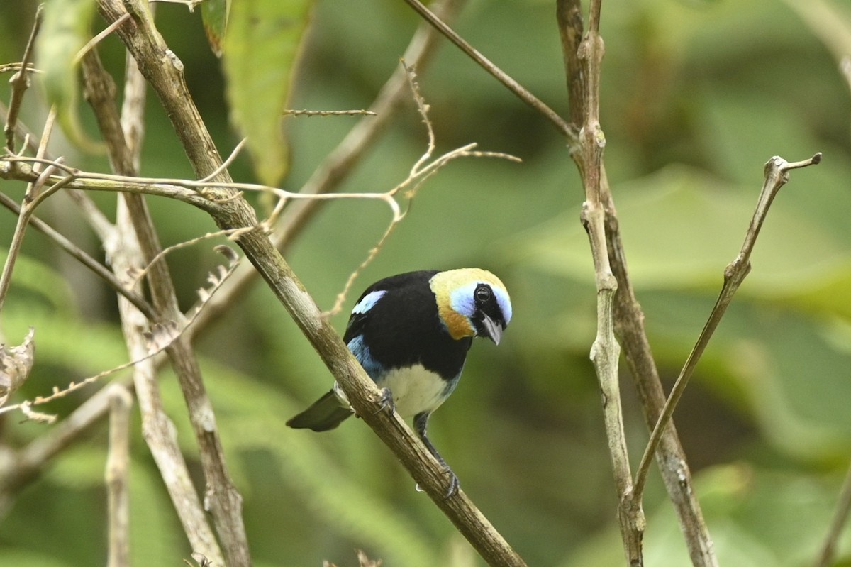 Golden-hooded Tanager - ML646402008