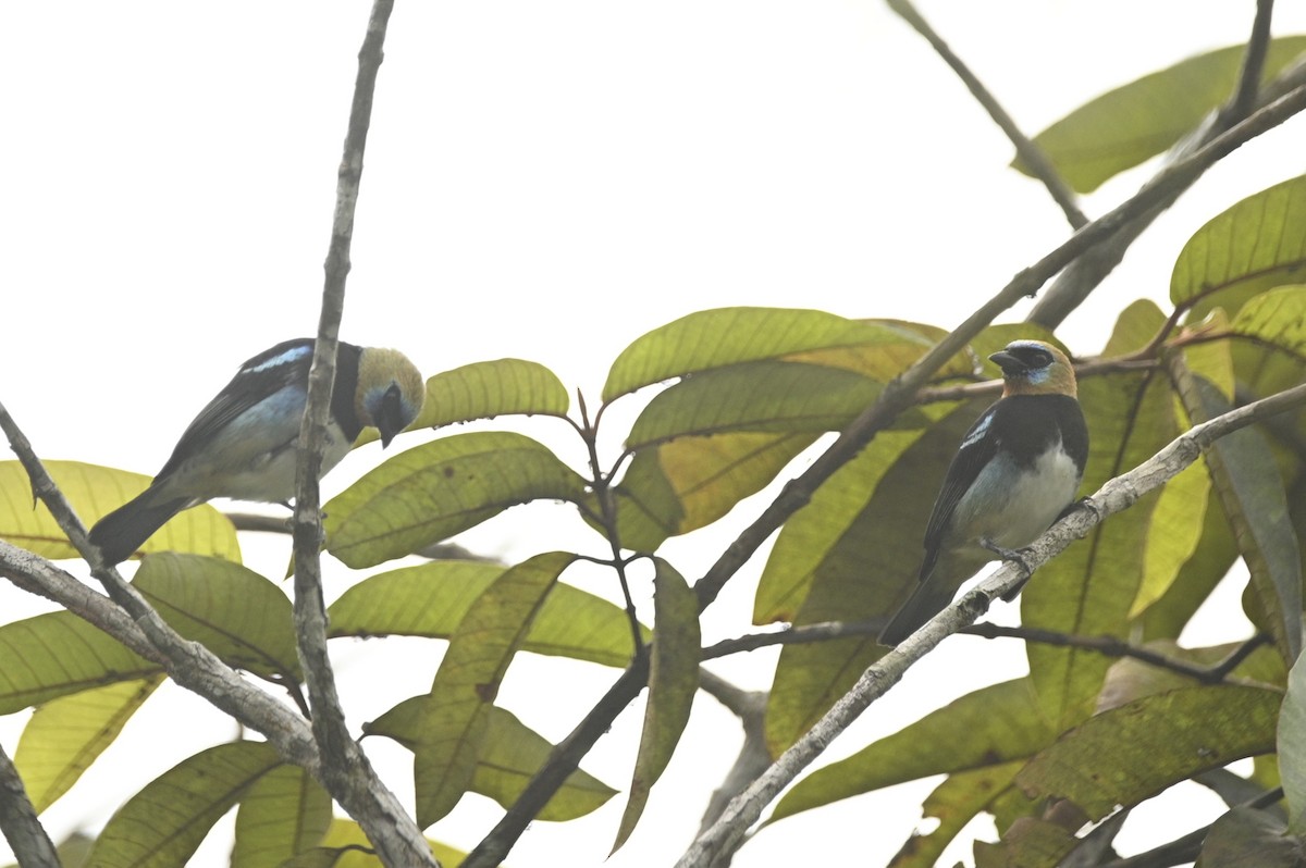 Golden-hooded Tanager - ML646402009