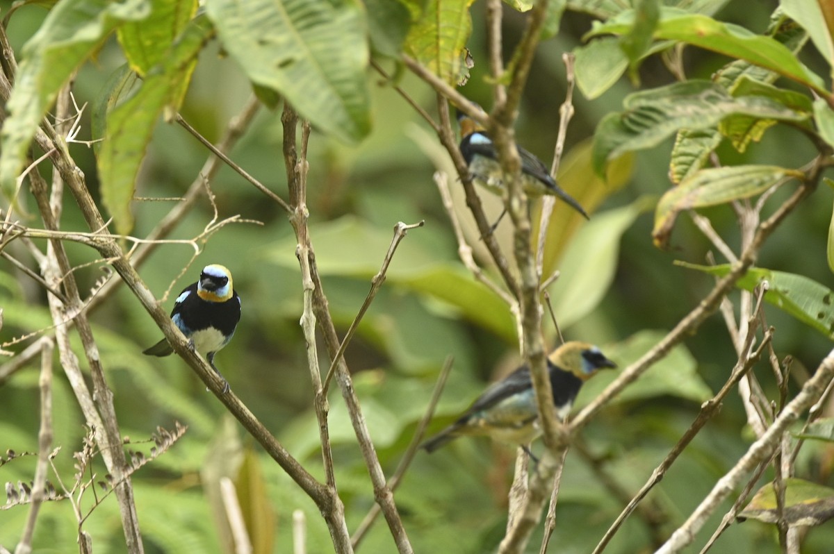 Golden-hooded Tanager - ML646402010