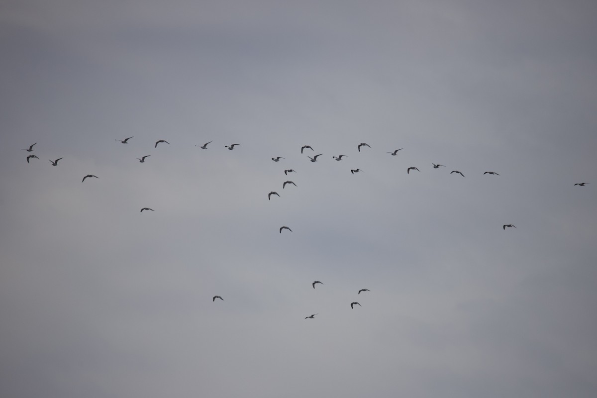 Möwe, unbestimmt - ML646402011