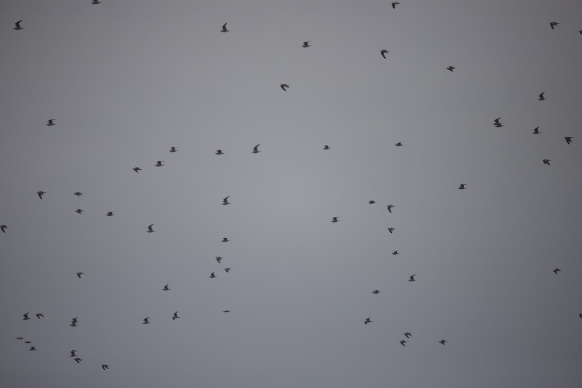 Möwe, unbestimmt - ML646402012