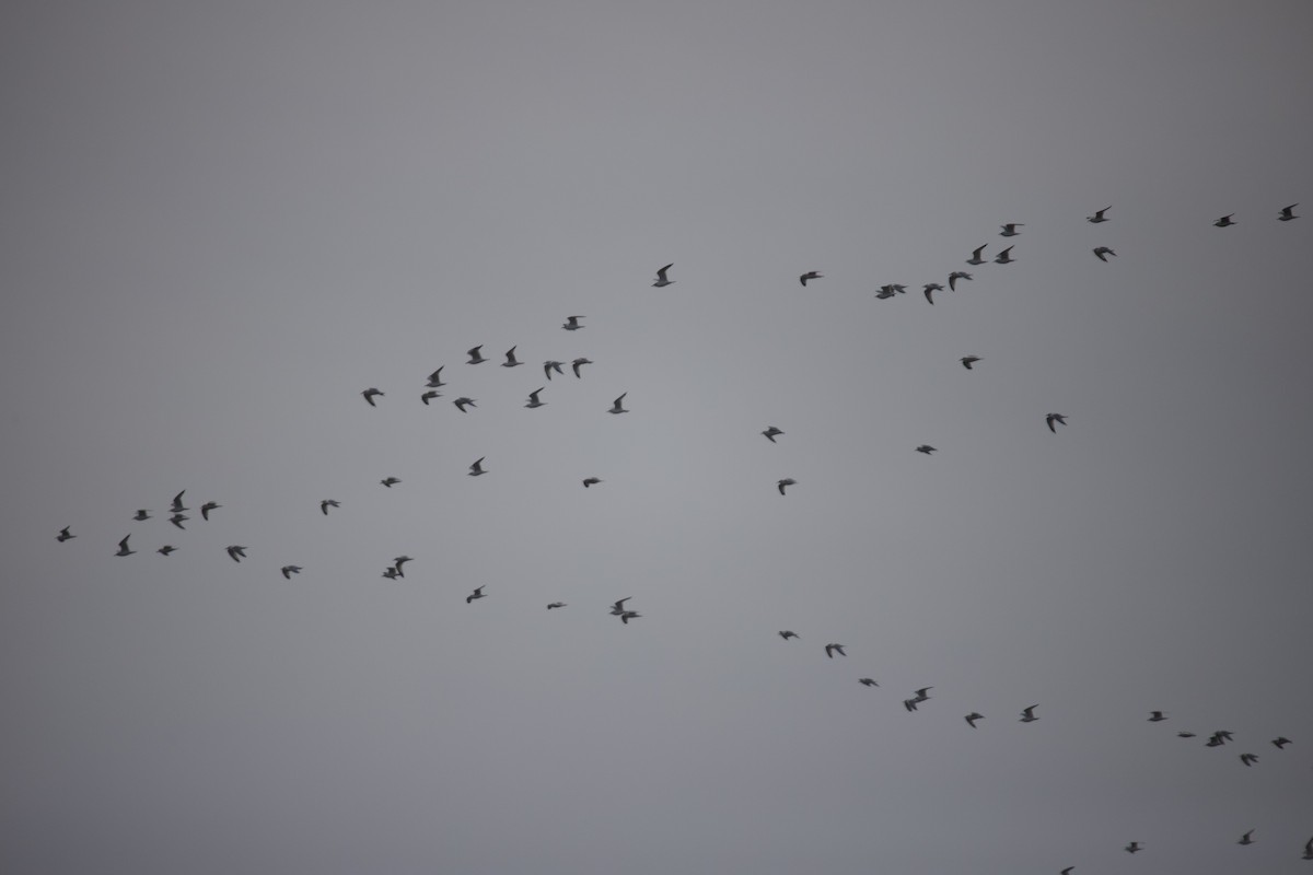 Möwe, unbestimmt - ML646402013