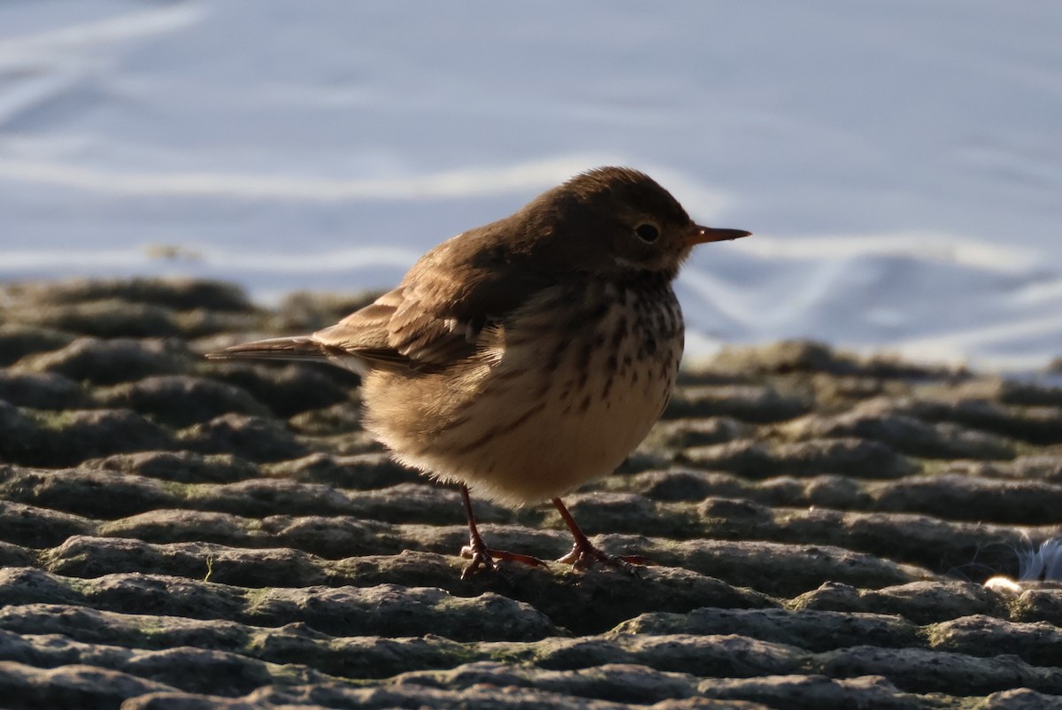 American Pipit - ML646402014