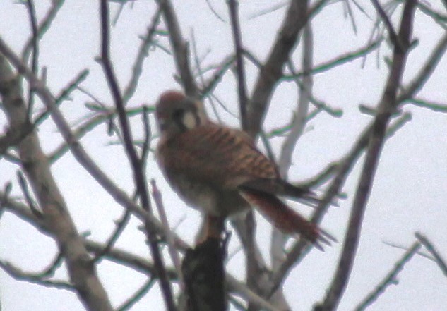 American Kestrel - ML646402019
