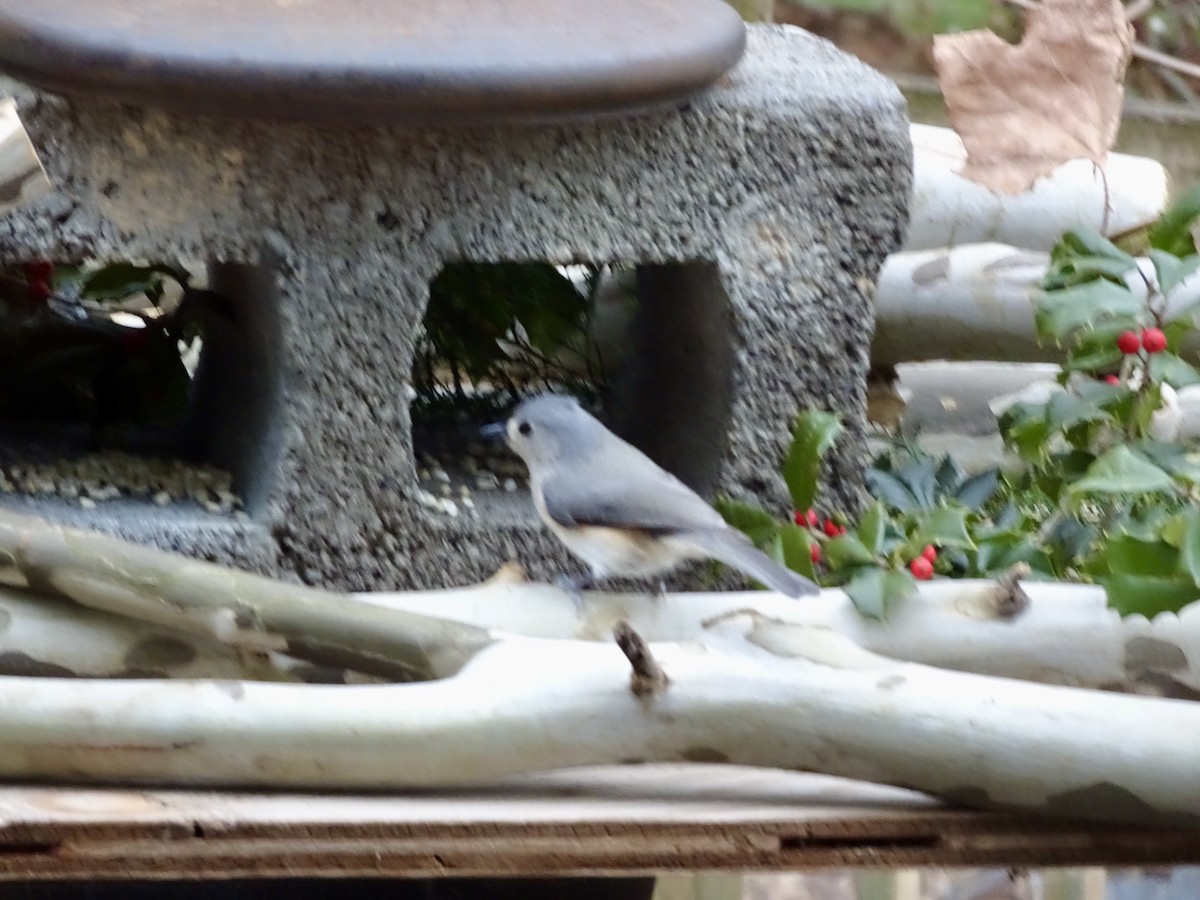 Tufted Titmouse - ML646402022