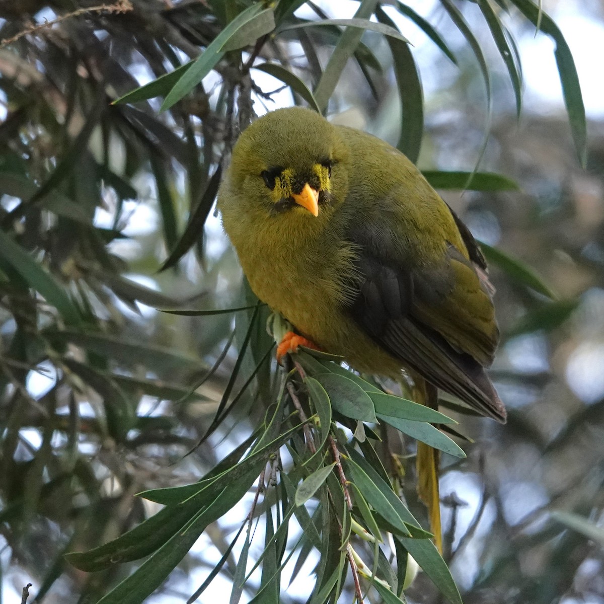 Манорина зелена - ML646402024