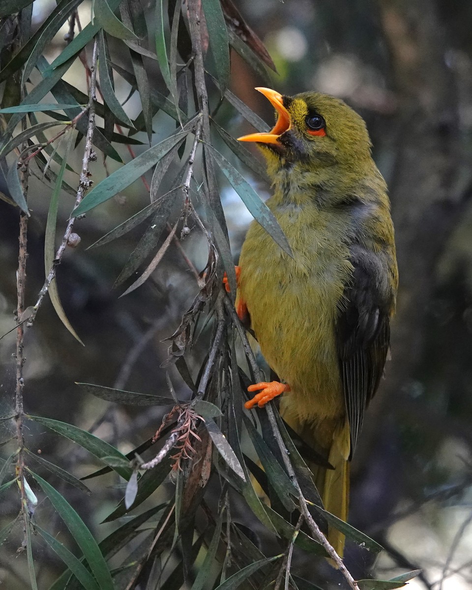 Манорина зелена - ML646402025