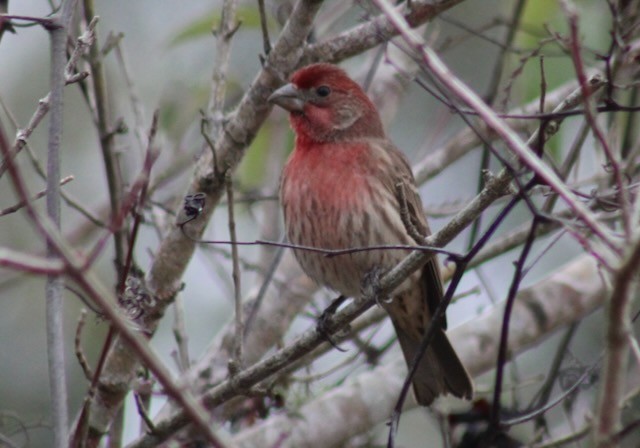 House Finch - ML646402026