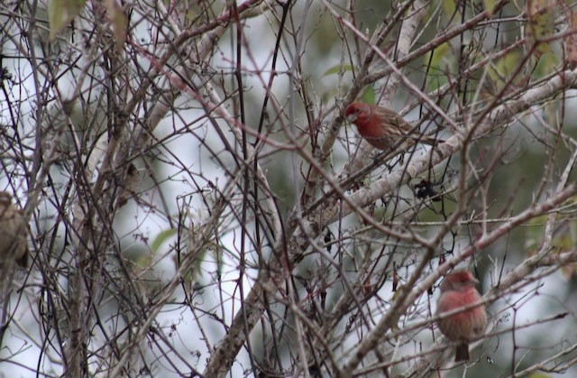 House Finch - ML646402027