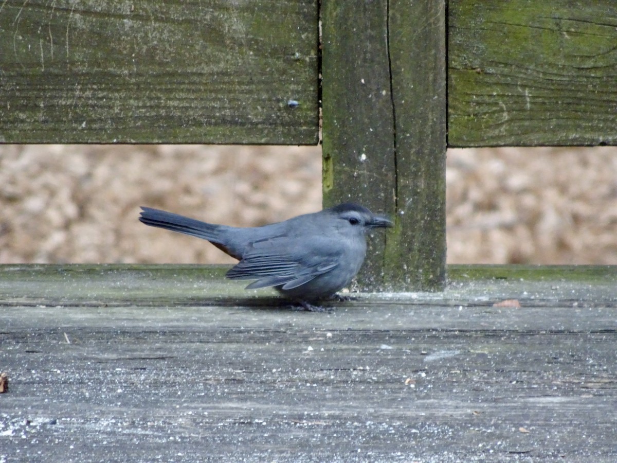 Gray Catbird - ML646402028