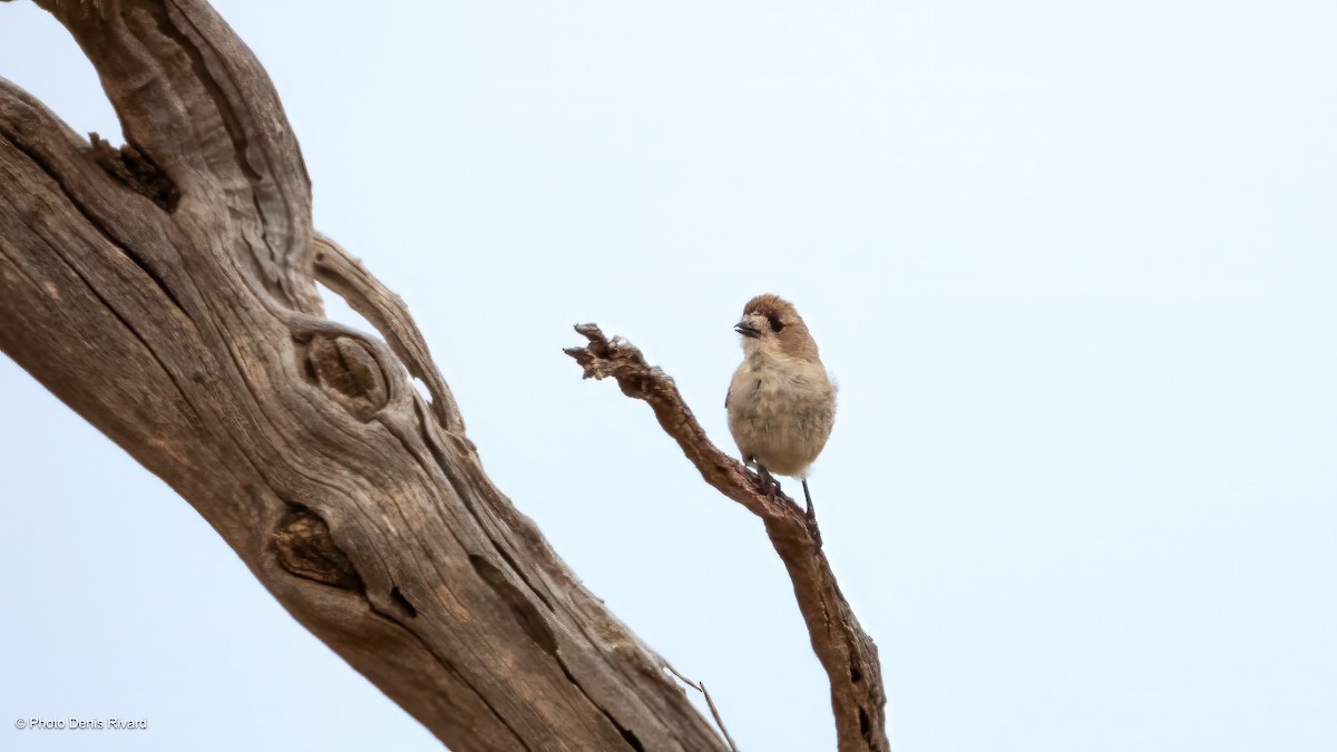 Southern Whiteface - ML646402033