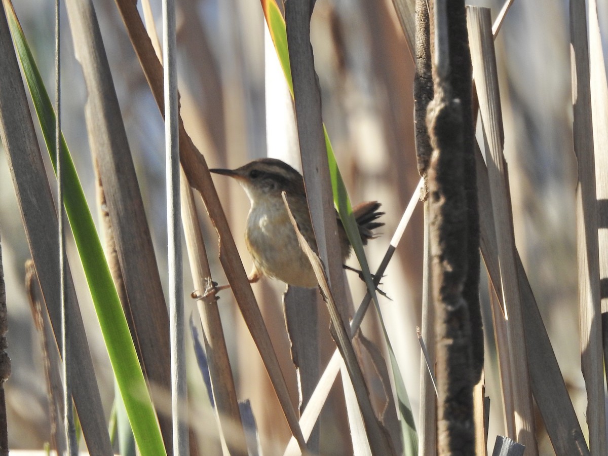 Wren-like Rushbird - ML646402037