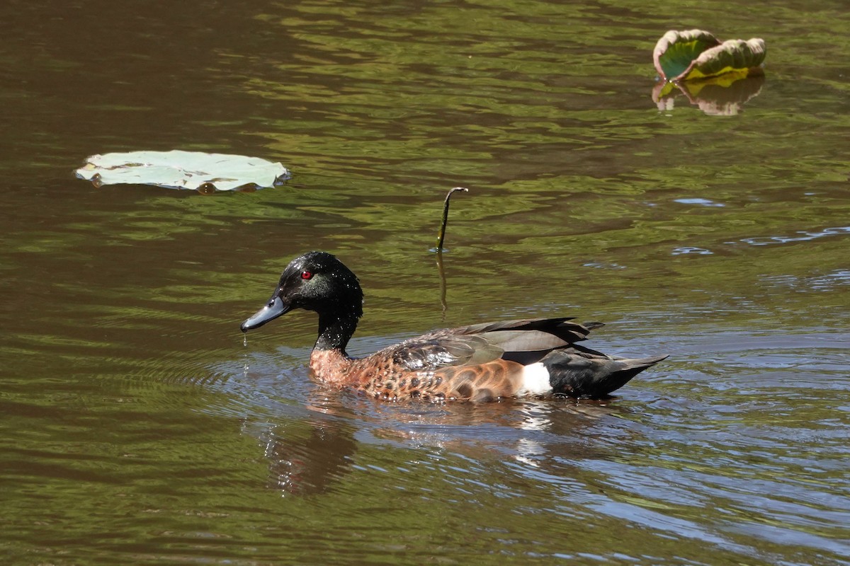 Kızıl Çamurcun - ML646402039