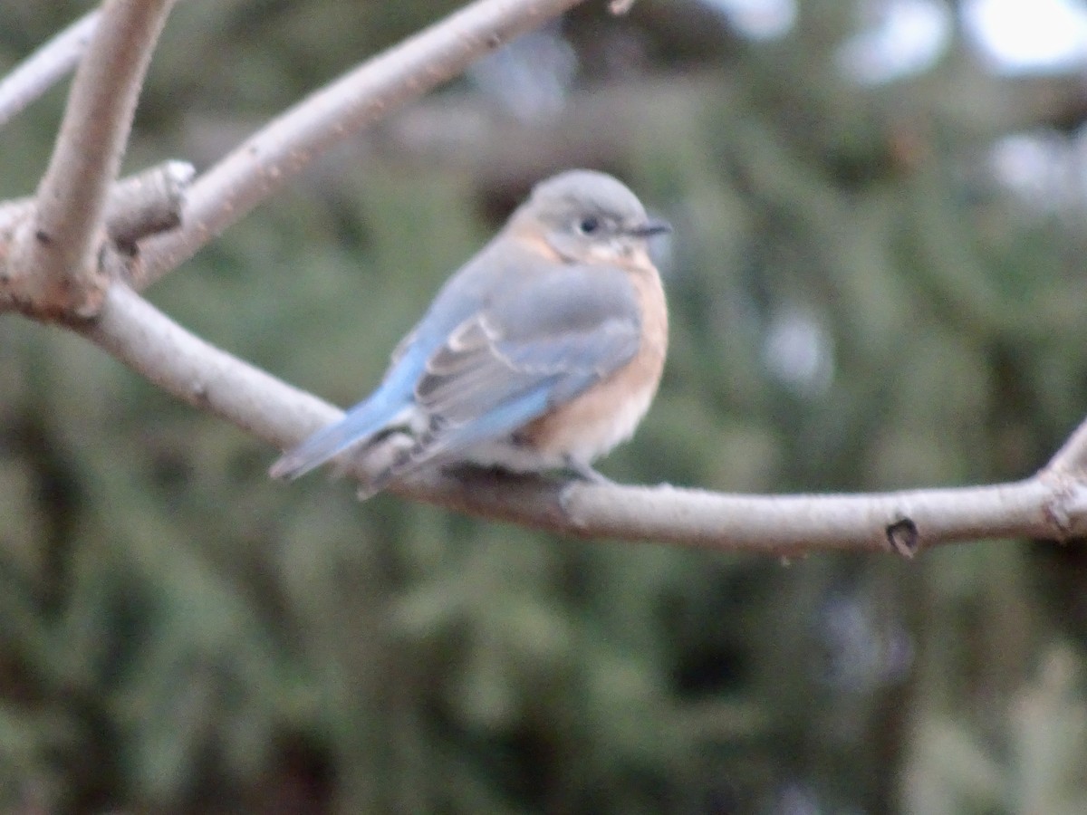Eastern Bluebird - ML646402040