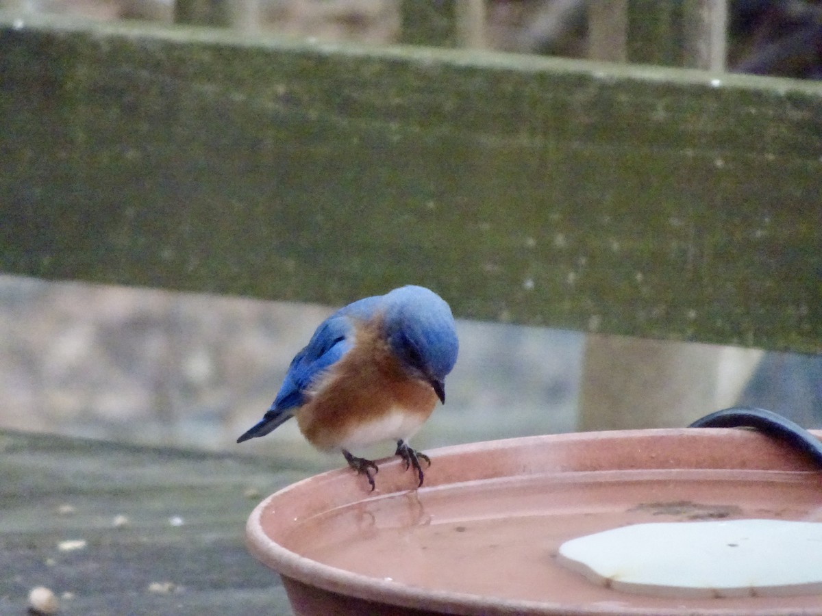 Eastern Bluebird - ML646402041