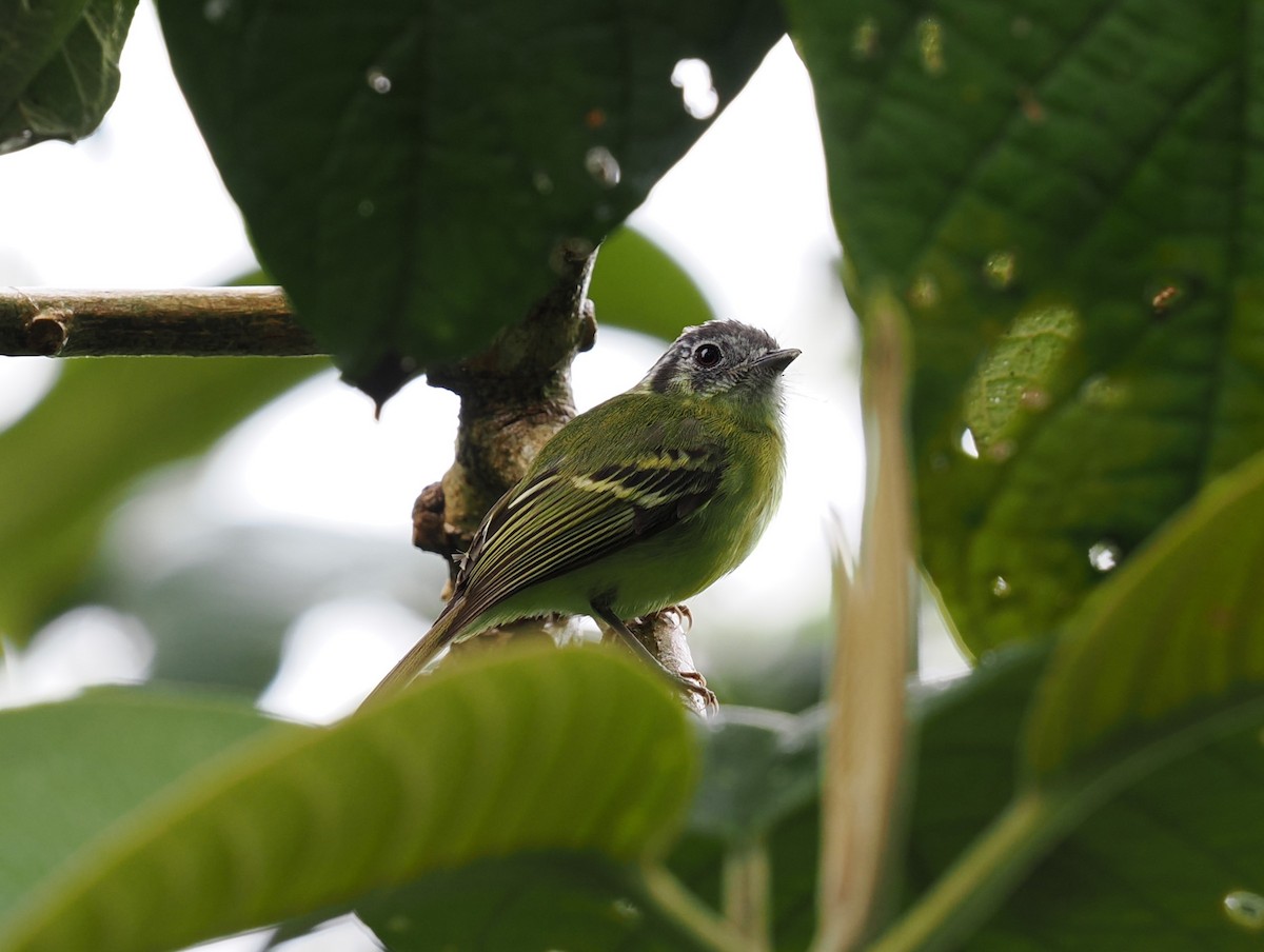 Marble-faced Bristle-Tyrant - ML646402042