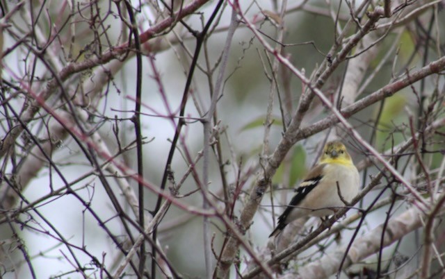 American Goldfinch - ML646402044