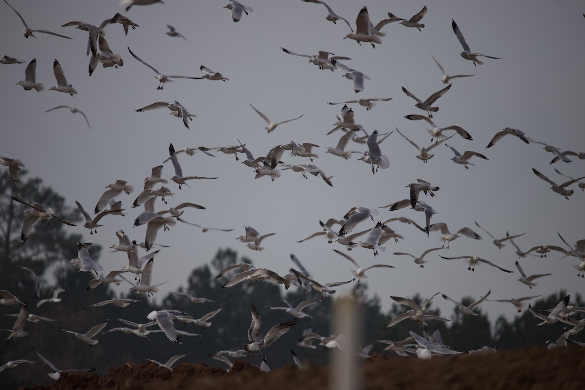 Möwe, unbestimmt - ML646402046