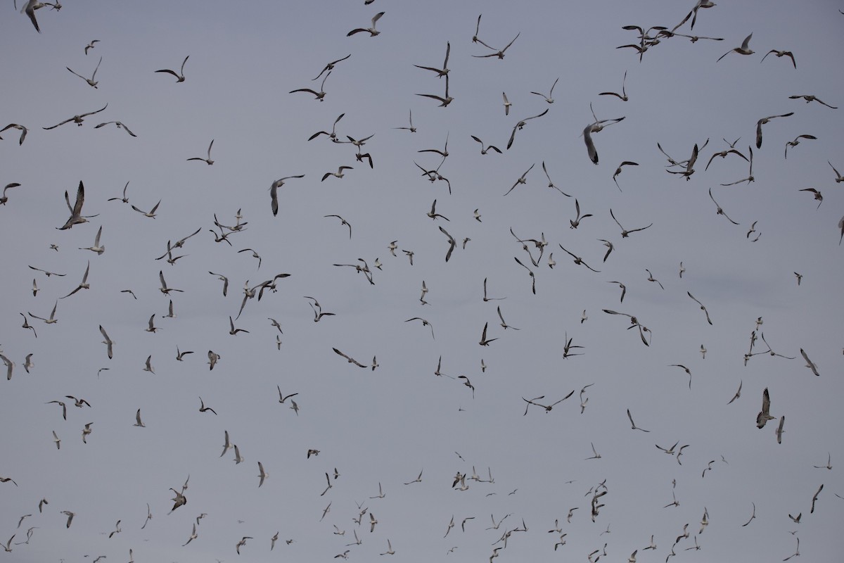 Möwe, unbestimmt - ML646402047