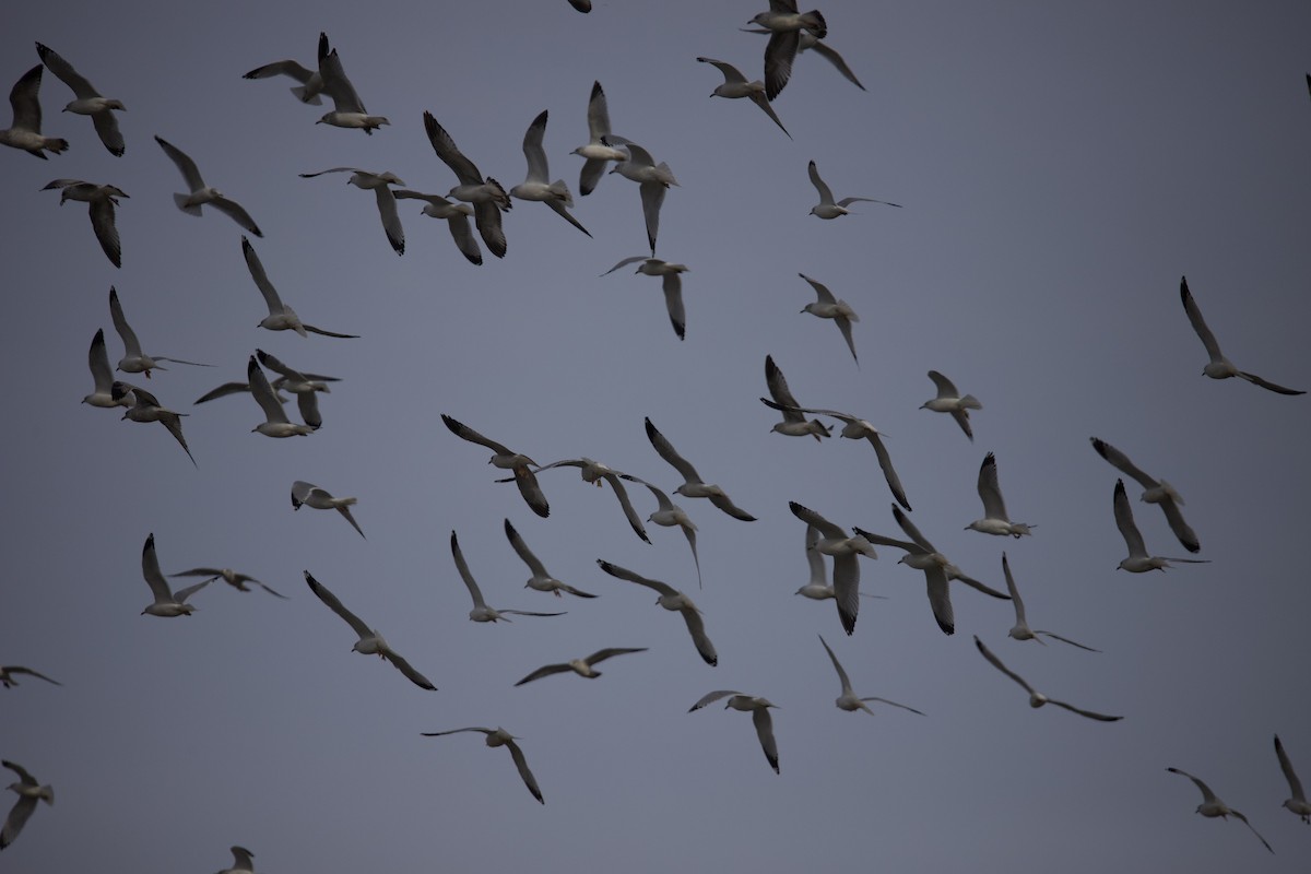 Möwe, unbestimmt - ML646402048